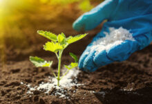 فوائد سترات البوتاسيوم للنبات