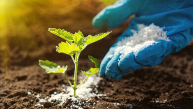 فوائد سترات البوتاسيوم للنبات