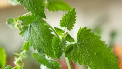 فوائد عشبة القطف للفيبروم