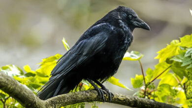 هل وجود الغراب يدل على السحر