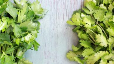 الفرق بين الكزبرة والبقدونس