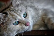 كم تعيش قطط المنازل