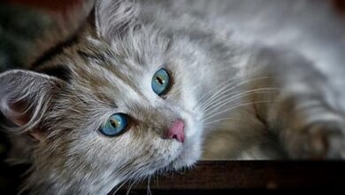 كم تعيش قطط المنازل