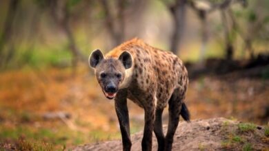 لماذا تشرف الدولة على دفن الضبع