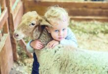 ما حكم من لم يذبح العقيقة