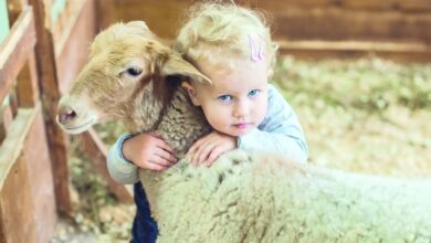 ما حكم من لم يذبح العقيقة